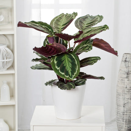 Calathea 'Marion' XL - ↑ 50-60 cm - Size Ø 21 cm