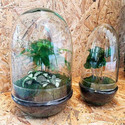 Terrarium DIY Kit • Egg Coffea Arabica • Ecosystem