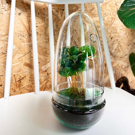 Terrarium DIY Kit • Egg Coffea Arabica • Ecosystem
