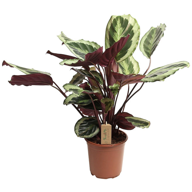 Calathea 'Marion' XL - ↑ 50-60 cm - Size Ø 21 cm