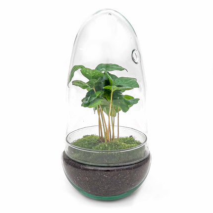 Terrarium DIY Kit • Egg Coffea Arabica • Ecosystem