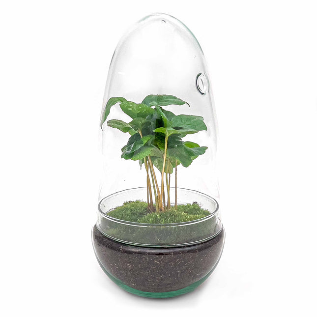Terrarium DIY Kit • Egg Coffea Arabica • Ecosystem